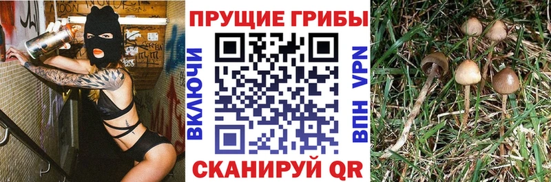 где купить наркотик Удачный Псилоцибиновые грибы Cubensis